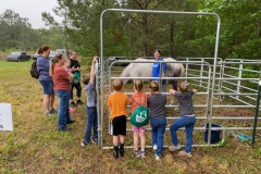 Horse-station