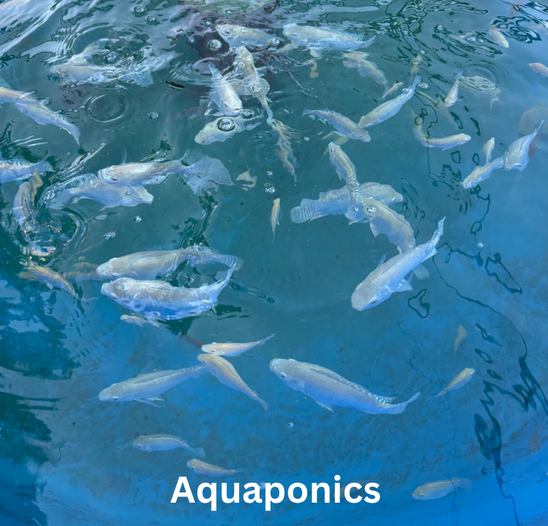 Aquaponics
