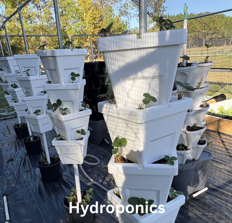 Aquaponics (5)